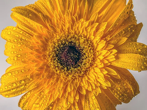 Barberton Daisy Arrangement Water Drops White Background — 图库照片