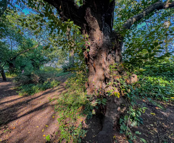 Central Park New York City Summer Apple Trees Early Morning — Fotografia de Stock