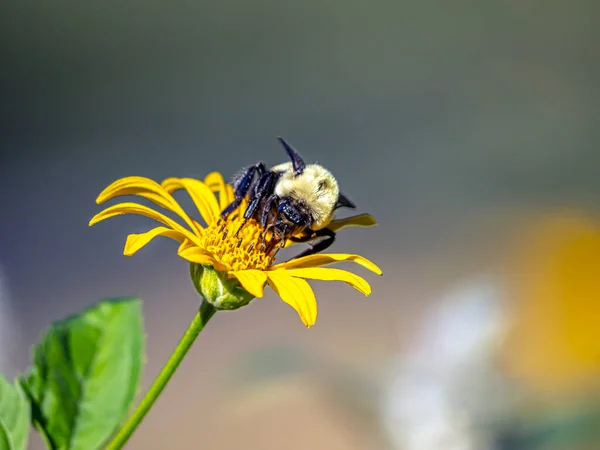 Bumblebee Bumble Bee Genus Bombus Part Apidae One Bee Families — Stock Photo, Image