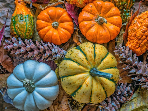 Autumn Still Life Pumpkins Autumn Leaved — 图库照片