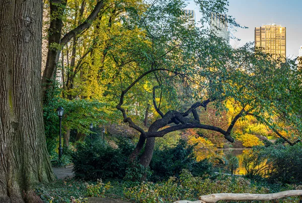 Central Park Nueva York Otoño — Foto de Stock