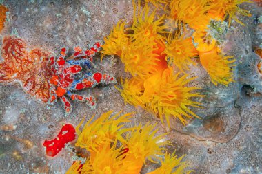 Cryptic Teardrop crab, Pelia Mutica at night on coral reef