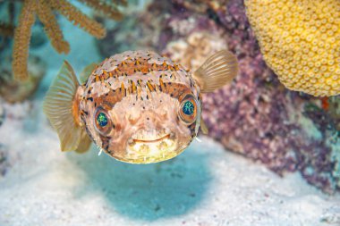 etraodontidae is a family of primarily marine and estuarine fish of the order Tetraodontiformes. called pufferfish, puffers, balloonfish, 