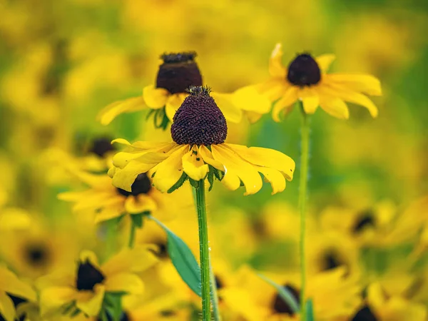 Rudbeckia Hirta Commonly Called Black Eyed Susan North American Flowering — Stok fotoğraf