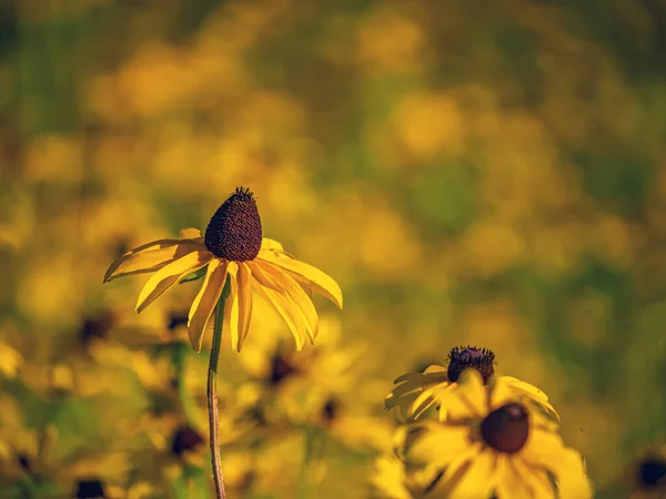 Rudbeckia Hirta ยกว าตา ซาน ชดอกอเมร กาเหน อในตระก Asteraceae — ภาพถ่ายสต็อก