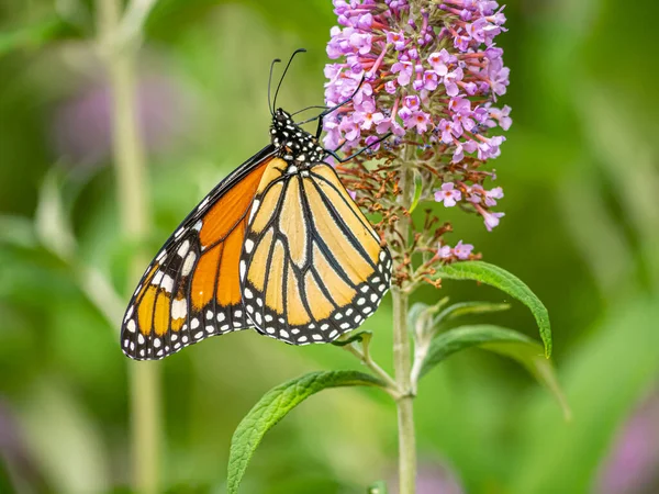 Monarchfalter Danaus Plexippus Ist Ein Schmetterling Aus Der Familie Der — Stockfoto