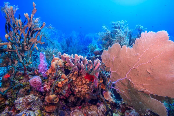 Barriera Corallina Dei Caraibi Largo Della Costa Dell Isola Bonaire — Foto Stock