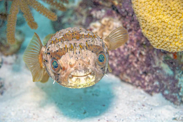 Etraodontidae Family Primarily Marine Estuarine Fish Order Tetraodontiformes Called Pufferfish — 图库照片