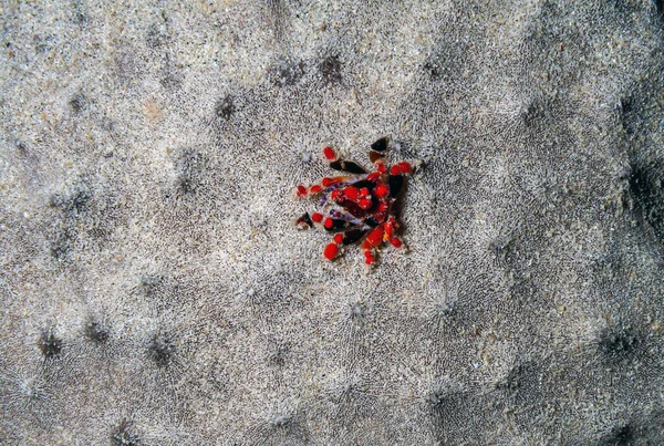 Cryptic Teardrop Crab Pelia Mutica Night Coral Reef — Stockfoto