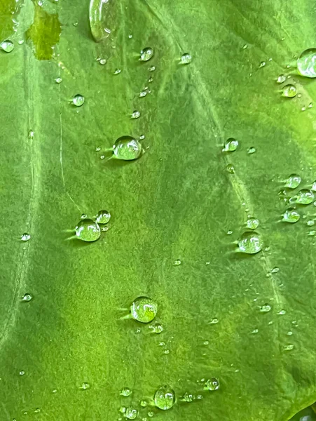 Water Drops Leaves Closeup Early Morning Rain —  Fotos de Stock