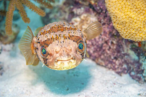 Etraodontidae Family Primarily Marine Estuarine Fish Order Tetraodontiformes Called Pufferfish — Stock Photo, Image