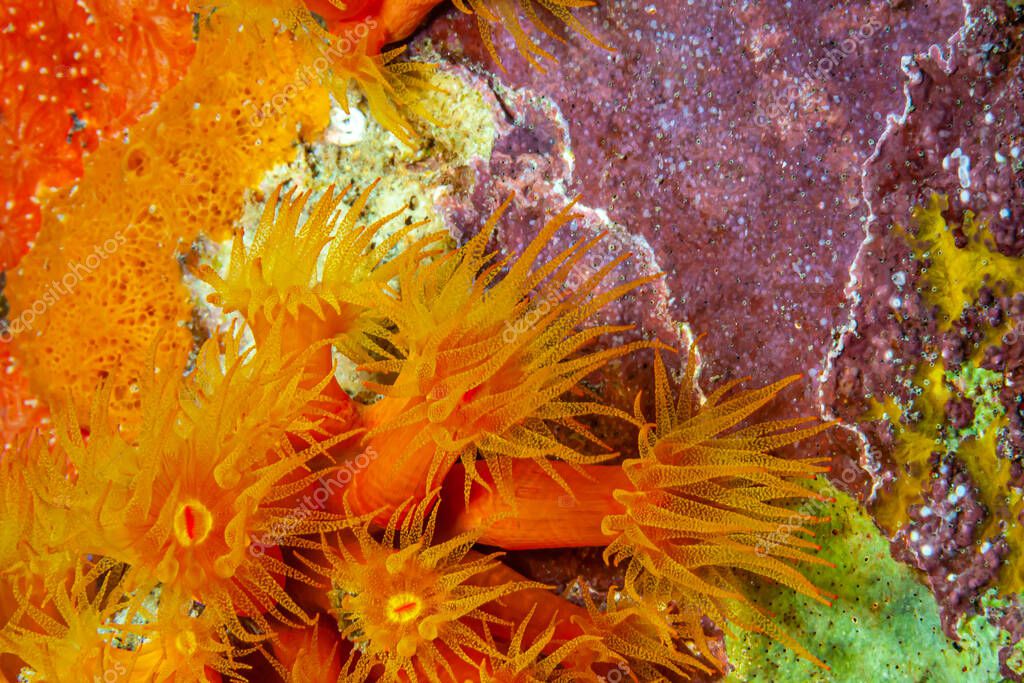 Copa naranja coral, Tubastraea coccinea, pertenece a un grupo de