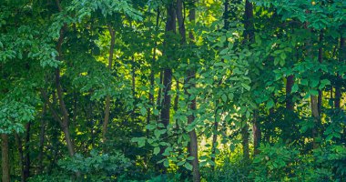 Yazın New York 'ta Central Park