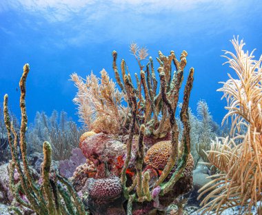 Bonaire adasının kıyısındaki Karayip mercan resifleri