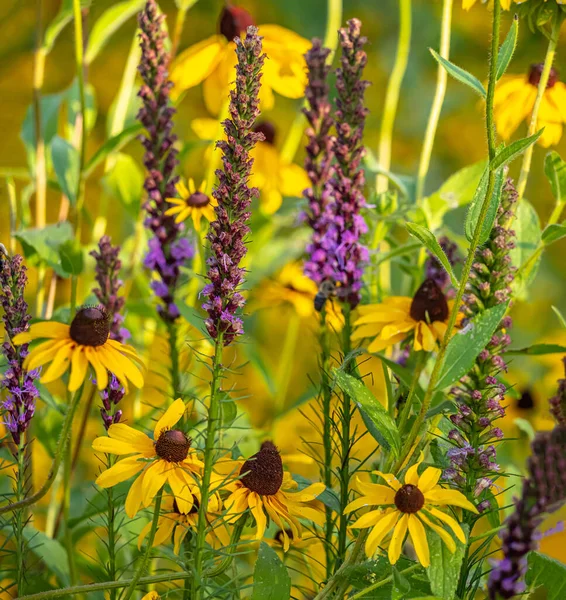 Rudbeckia Hirta Commonly Called Black Eyed Susan North American Flowering — Fotografia de Stock