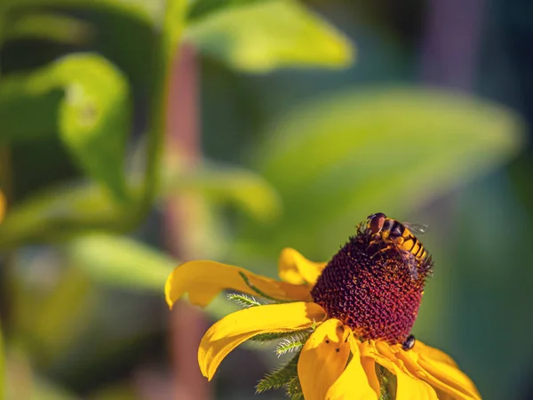 Hover Flies Also Called Flower Flies Syrphid Flies Make Insect — Photo