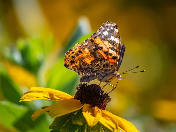 Група Барвистих Метеликів Сінтії Яку Зазвичай Називають Пофарбованими Дамами Включає — стокове фото