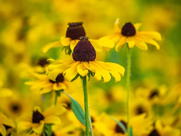 Rudbeckia Hirta Commonly Called Black Eyed Susan North American Flowering — Fotografia de Stock