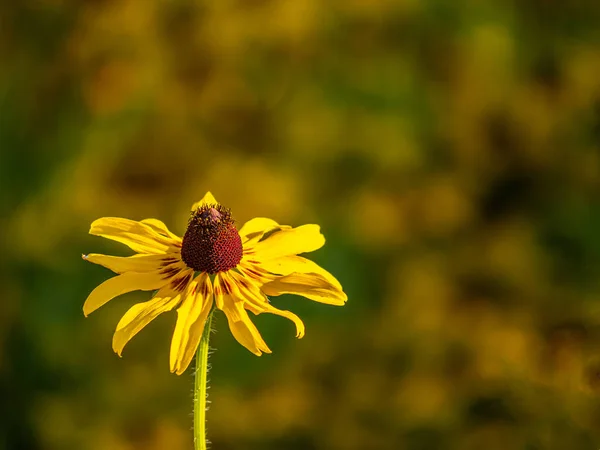Rudbeckia Hirta Commonly Called Black Eyed Susan North American Flowering — Stok fotoğraf