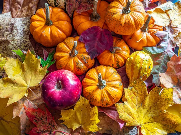 Autumn Still Life Leaves Red Apple Small Pumpkins — Foto de Stock