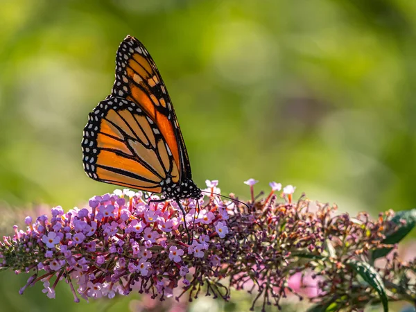 Monarch Butterfly Danaus Plexippus Una Mariposa Familia Nymphalidae — Foto de Stock