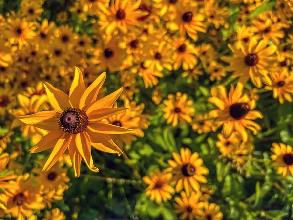 Rudbeckia Hirta Commonly Called Black Eyed Susan North American Flowering — Stok fotoğraf