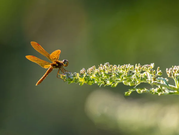 蜻蜓是一种昆虫 属于Odonata亚目Anisoptera — 图库照片