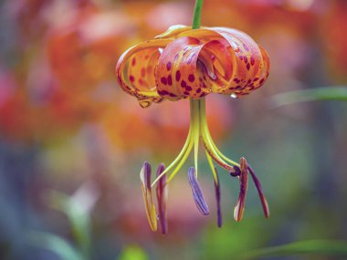 Lilium henryi,sometimes called Tiger Lily in summer in garden