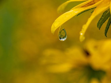 Rudbeckia hirta, commonly called black-eyed Susan, is a North American flowering plant in the family Asteraceae,