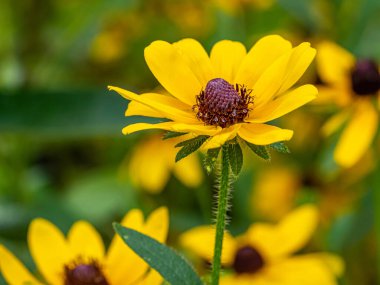 Rudbeckia hirta, commonly called black-eyed Susan, is a North American flowering plant in the family Asteraceae,