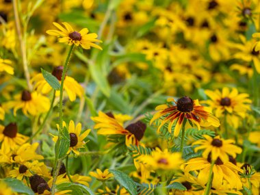 Rudbeckia hirta, commonly called black-eyed Susan, is a North American flowering plant in the family Asteraceae,