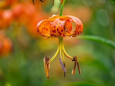 Lilium henryi,sometimes called Tiger Lily in summer in garden