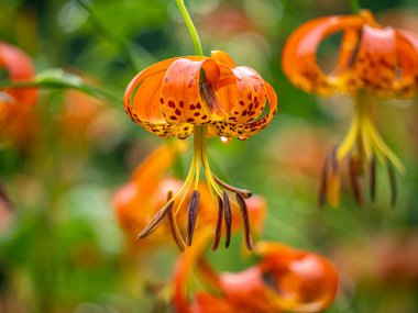 Lilium henryi,sometimes called Tiger Lily in summer in garden