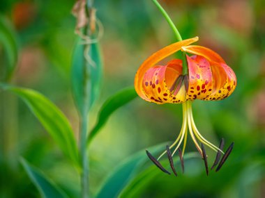 Lilium henryi,sometimes called Tiger Lily in summer in garden