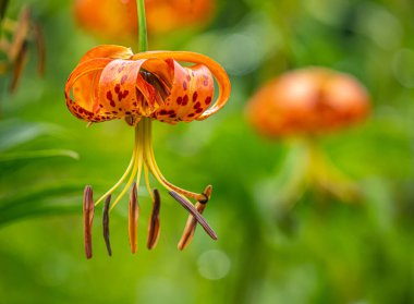 Lilium henryi,sometimes called Tiger Lily in summer in garden