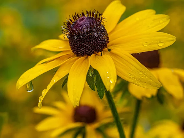 Rudbeckia Hirta ยกว าตา ซาน ชดอกอเมร กาเหน อในตระก Asteraceae — ภาพถ่ายสต็อก