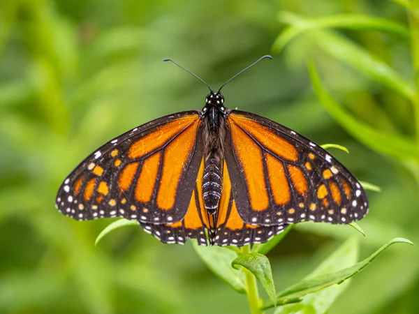 Uralkodó Pillangó Danaus Plexippus Egy Fejőfű Pillangó Család Nymphalidae — Stock Fotó