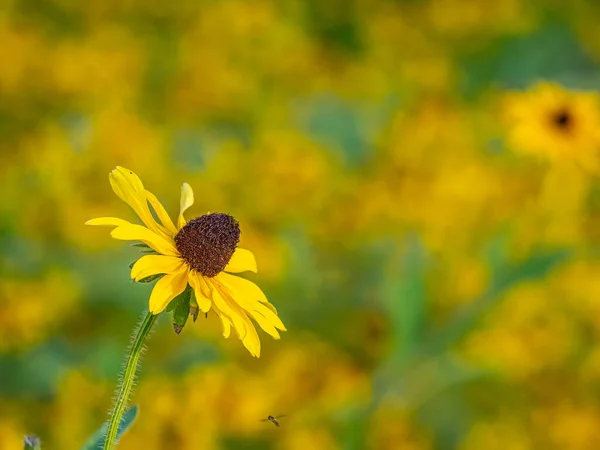 Rudbeckia Hirta Commonly Called Black Eyed Susan North American Flowering — 图库照片