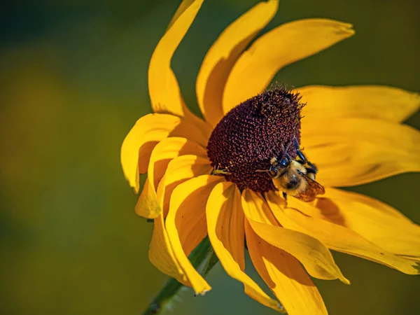 Rudbeckia Hirta Commonly Called Black Eyed Susan North American Flowering — стоковое фото