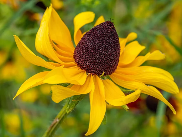 Rudbeckia Hirta Commonly Called Black Eyed Susan North American Flowering — Stockfoto