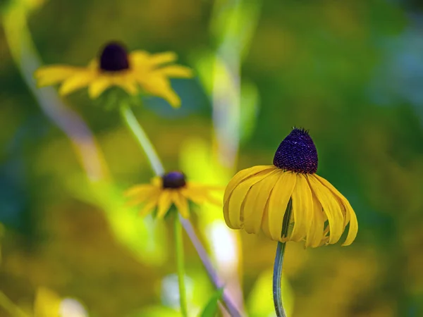 Rudbeckia Hirta Commonly Called Black Eyed Susan North American Flowering — Foto Stock