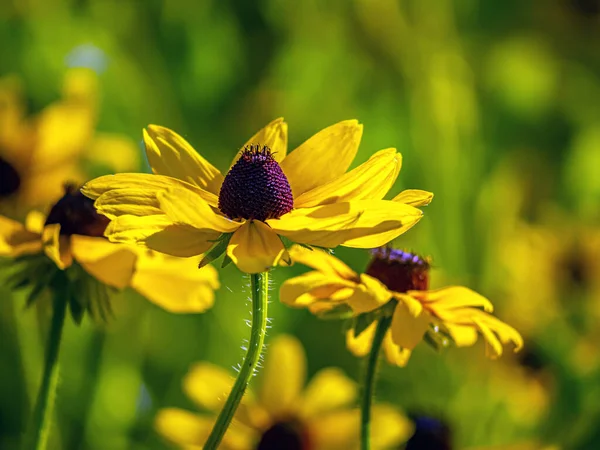Rudbeckia Hirta Commonly Called Black Eyed Susan North American Flowering — Foto Stock