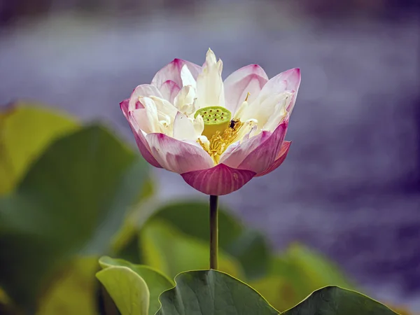 Indian lotus, sacred lotus,or simply lotus, is one of two extant species of aquatic plant in the family Nelumbonaceae.