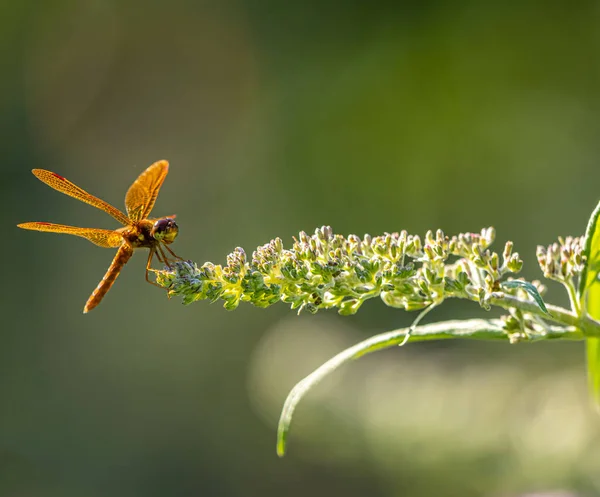 Dragonfly Είναι Έντομο Που Ανήκει Στην Τάξη Odonata Infraorder Anisoptera — Φωτογραφία Αρχείου