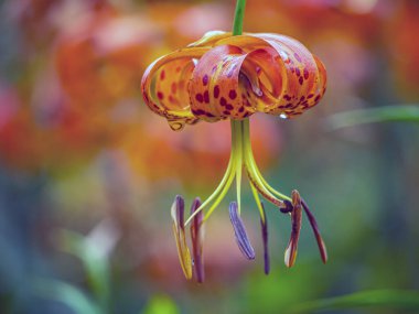 Lilium henryi,sometimes called Tiger Lily in summer in garden
