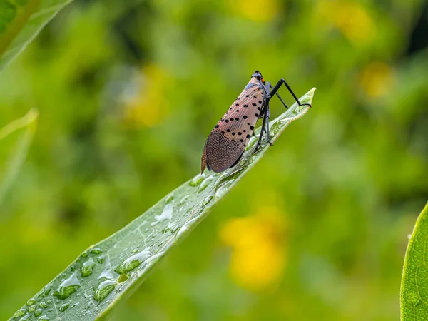 Spotted Lanternfly Lycorma Delicatula Planthopper Garden Central Park — Stok fotoğraf