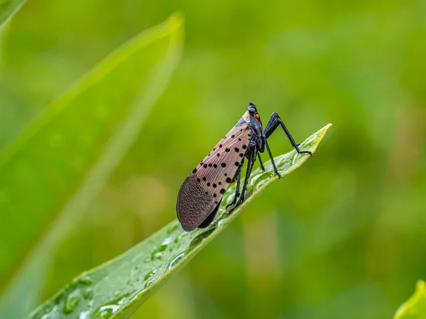 Spotted Lanternfly Lycorma Delicatula Planthopper Garden Central Park — Stockfoto