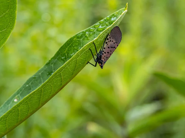 Пятнистый Фонарь Lycorma Delicatula Является Planthopper Саду Центральный Парк Нью — стоковое фото