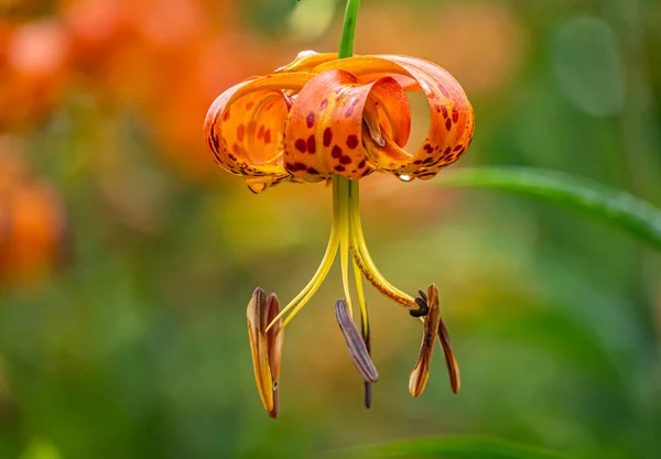 Lilium Henryi Sometimes Called Tiger Lily Summer Garden — Stok fotoğraf