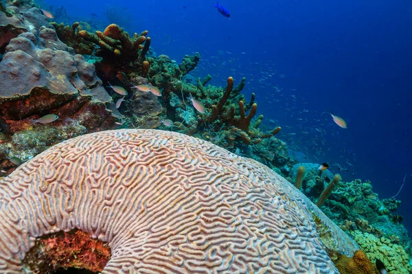 Rafa Koralowa Karaibach Wybrzeży Wyspy Bonaire — Zdjęcie stockowe